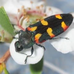 Castiarina sexplagiata (Jewel beetle) at Cotter Reserve - 2 Nov 2018 by Harrisi