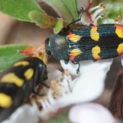 Castiarina sexplagiata at Coree, ACT - 2 Nov 2018 07:26 PM