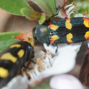 Castiarina sexplagiata at Coree, ACT - 2 Nov 2018