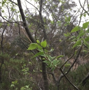 Celtis australis at Majura, ACT - 2 Nov 2018