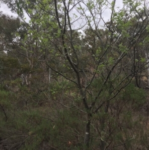 Celtis australis at Majura, ACT - 2 Nov 2018