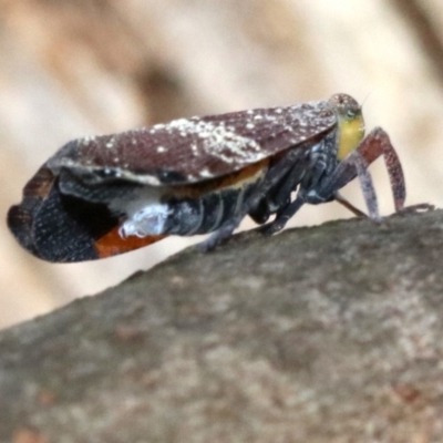 Platybrachys decemmacula (Green-faced gum hopper) at Ainslie, ACT - 2 Nov 2018 by jb2602