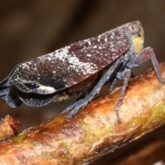 Platybrachys decemmacula at Ainslie, ACT - 2 Nov 2018