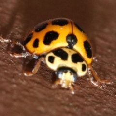 Harmonia conformis (Common Spotted Ladybird) at Ainslie, ACT - 2 Nov 2018 by jb2602