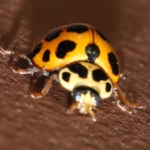 Harmonia conformis at Ainslie, ACT - 2 Nov 2018 06:35 PM