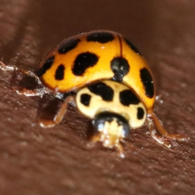 Harmonia conformis (Common Spotted Ladybird) at Ainslie, ACT - 2 Nov 2018 by jb2602