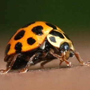 Harmonia conformis at Ainslie, ACT - 2 Nov 2018 06:35 PM