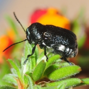 Aporocera (Aporocera) scabrosa at Gundaroo, NSW - 1 Nov 2018 11:48 AM