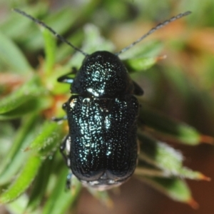 Aporocera (Aporocera) scabrosa at Gundaroo, NSW - 1 Nov 2018 11:48 AM