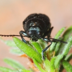 Aporocera (Aporocera) scabrosa at Gundaroo, NSW - 1 Nov 2018