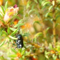 Aporocera (Aporocera) scabrosa at Gundaroo, NSW - 1 Nov 2018 11:48 AM