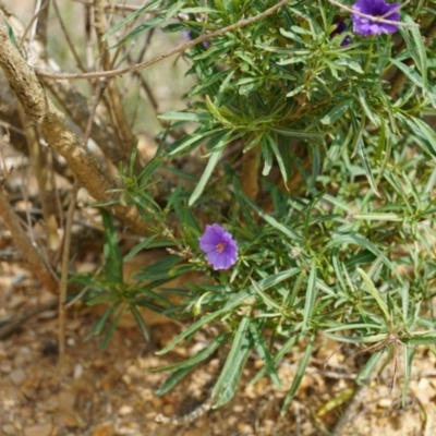 Solanum linearifolium (Kangaroo Apple) at Lake George, NSW - 1 Nov 2018 by MPennay