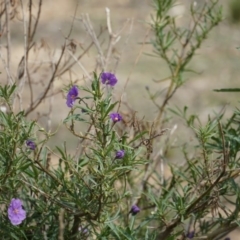 Solanum linearifolium at Lake George, NSW - 1 Nov 2018 02:43 PM