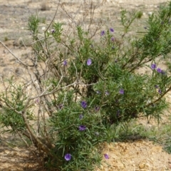 Solanum linearifolium at Lake George, NSW - 1 Nov 2018