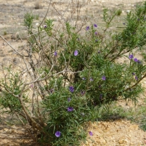 Solanum linearifolium at Lake George, NSW - 1 Nov 2018 02:43 PM