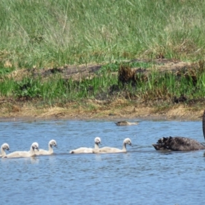 Cygnus atratus at Fyshwick, ACT - 30 Oct 2018 11:29 AM