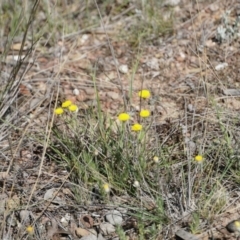 Leptorhynchos squamatus (Scaly Buttons) at Gundaroo, NSW - 1 Nov 2018 by MPennay