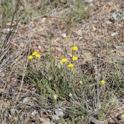 Leptorhynchos squamatus (Scaly Buttons) at Gundaroo, NSW - 31 Oct 2018 by MPennay