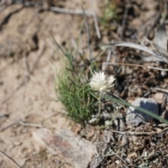 Rytidosperma carphoides (Short Wallaby Grass) at Gundaroo, NSW - 31 Oct 2018 by MPennay