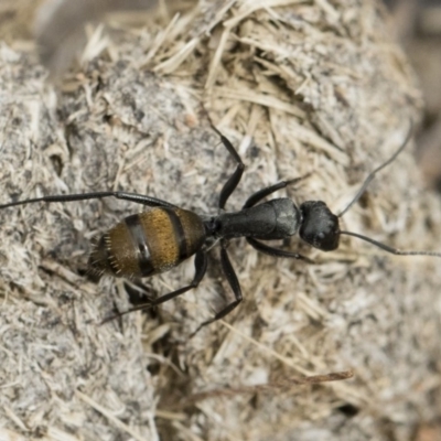 Camponotus aeneopilosus (A Golden-tailed sugar ant) at Illilanga & Baroona - 2 Nov 2018 by Illilanga
