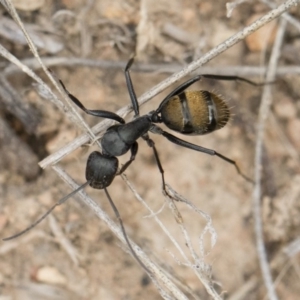 Camponotus aeneopilosus at Michelago, NSW - 2 Nov 2018 02:17 PM