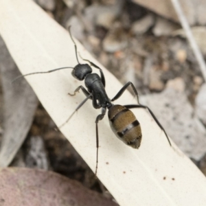 Camponotus aeneopilosus at Michelago, NSW - 2 Nov 2018 02:17 PM