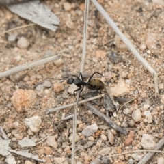 Camponotus aeneopilosus at Michelago, NSW - 2 Nov 2018