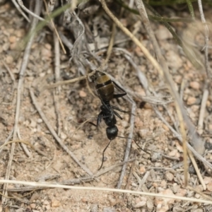 Camponotus aeneopilosus at Michelago, NSW - 2 Nov 2018 02:17 PM