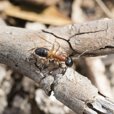 Camponotus consobrinus (Banded sugar ant) at Illilanga & Baroona - 13 Oct 2018 by Illilanga