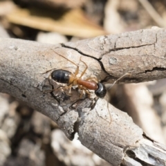Camponotus consobrinus (Banded sugar ant) at Michelago, NSW - 13 Oct 2018 by Illilanga