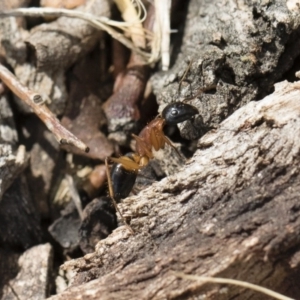 Camponotus consobrinus at Michelago, NSW - 13 Oct 2018