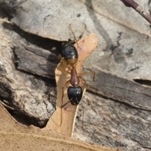 Camponotus consobrinus at Michelago, NSW - 13 Oct 2018 11:24 AM