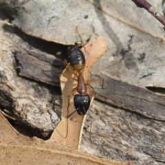 Camponotus consobrinus at Michelago, NSW - 13 Oct 2018