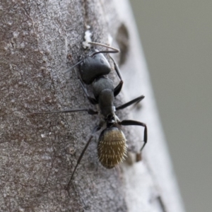 Camponotus aeneopilosus at Michelago, NSW - 2 Nov 2018