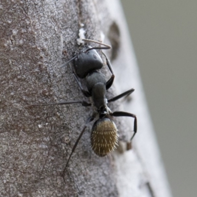 Camponotus aeneopilosus (A Golden-tailed sugar ant) at Michelago, NSW - 2 Nov 2018 by Illilanga
