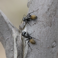 Camponotus aeneopilosus at Michelago, NSW - 2 Nov 2018