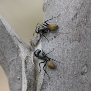 Camponotus aeneopilosus at Michelago, NSW - 2 Nov 2018