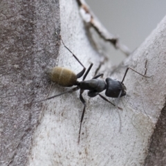 Camponotus aeneopilosus at Michelago, NSW - 2 Nov 2018