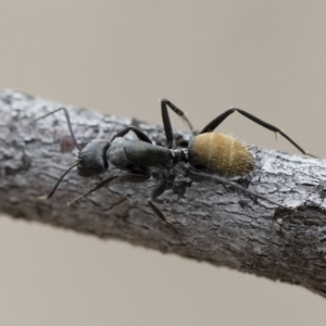 Camponotus aeneopilosus at Michelago, NSW - 2 Nov 2018