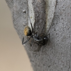 Camponotus aeneopilosus at Michelago, NSW - 2 Nov 2018