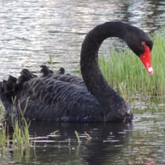 Cygnus atratus (Black Swan) at Fyshwick, ACT - 14 Jan 2015 by michaelb