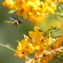 Xylocopa (Lestis) aerata (Golden-Green Carpenter Bee) at ANBG - 30 Oct 2018 by TimL