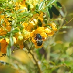 Xylocopa (Lestis) aerata at Acton, ACT - 31 Oct 2018 10:56 AM