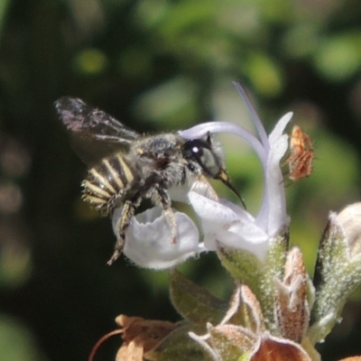 Pseudoanthidium (Immanthidium) repetitum (African carder bee, Megachild bee) at Pollinator-friendly garden Conder - 14 Mar 2016 by michaelb