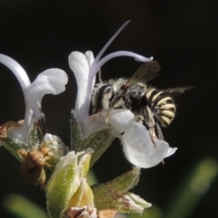 Pseudoanthidium (Immanthidium) repetitum at Conder, ACT - 15 Mar 2016 12:00 AM