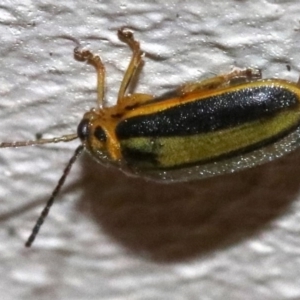 Xanthogaleruca luteola at Ainslie, ACT - 1 Nov 2018