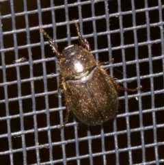 Melolonthinae sp. (subfamily) (Cockchafer) at Undefined - 2 Oct 2018 by jb2602