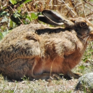 Lepus capensis at Stromlo, ACT - 3 Nov 2018 11:01 AM