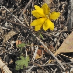 Goodenia pinnatifida (Scrambled Eggs) at National Arboretum Forests - 3 Nov 2018 by JohnBundock