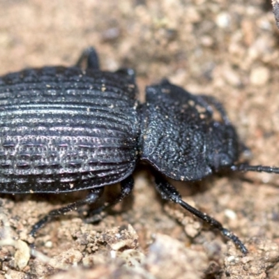 Adelium porcatum (Darkling Beetle) at Ainslie, ACT - 22 Aug 2018 by jb2602